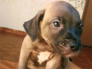Cachorro raça SRD idade 2 a 6 meses nome Sem nome