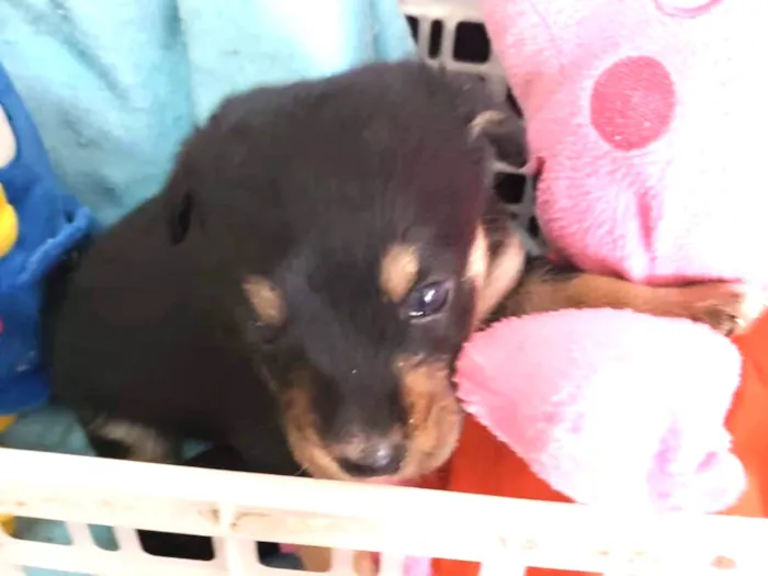 Cachorro ra a Vira lata idade Abaixo de 2 meses nome Filhotinho