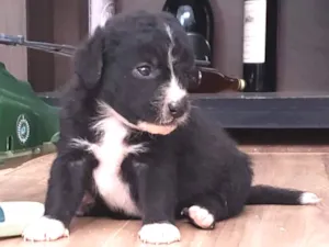 Cachorro raça Vira lata idade Abaixo de 2 meses nome Filhote