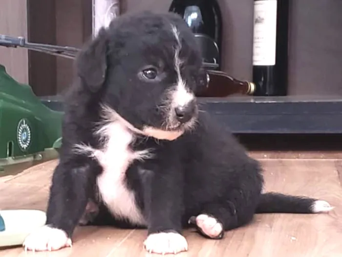 Cachorro ra a Vira lata idade Abaixo de 2 meses nome Filhote