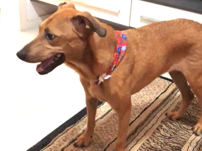 Cachorro ra a SRD idade 3 anos nome Dora