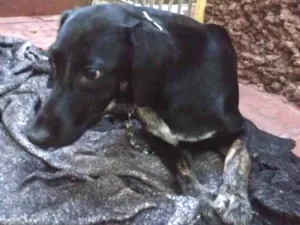 Cachorro raça Srd idade 1 ano nome Flora