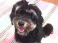 Toby