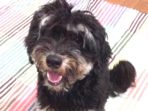 Cachorro raça Poodle com york Shire idade 1 ano nome Toby