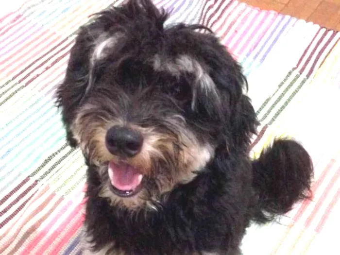 Cachorro ra a Poodle com york Shire idade 1 ano nome Toby