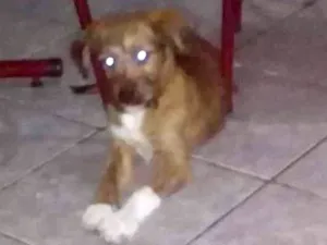 Cachorro raça Vira lata  idade 2 a 6 meses nome Não tem nome ainda 