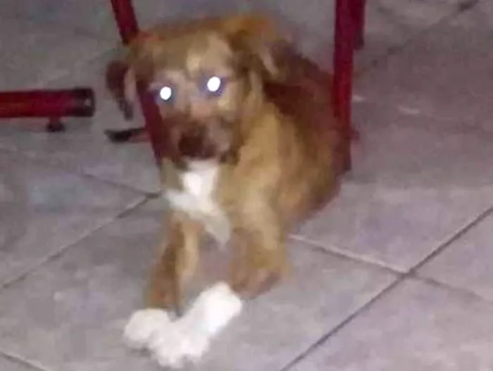 Cachorro ra a Vira lata  idade 2 a 6 meses nome Não tem nome ainda 