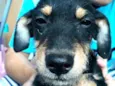 Charlie ( estopinha)