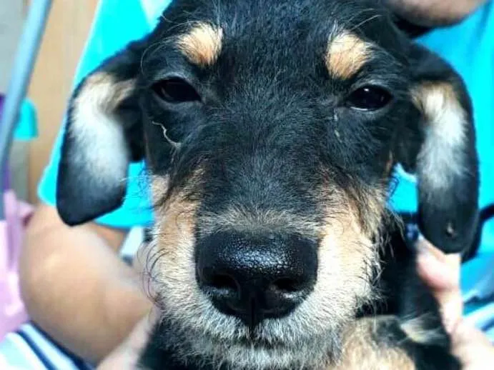 Cachorro ra a  idade 2 a 6 meses nome Charlie ( estopinha)