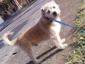 Cachorro raça SRD idade 6 ou mais anos nome Pumba