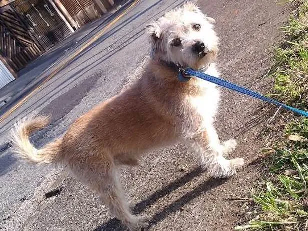 Cachorro ra a SRD idade 6 ou mais anos nome Pumba