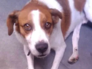 Cachorro raça SRD idade 3 anos nome Pingo