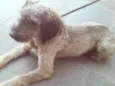 Jóca 