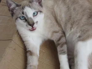 Gato raça Sem raça  idade 1 ano nome Mio