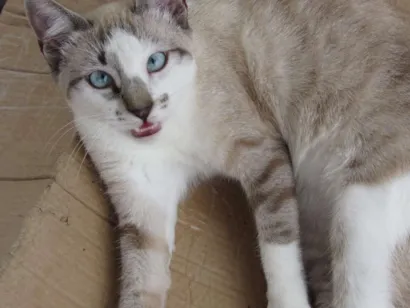 Gato raça Sem raça  idade 1 ano nome Mio