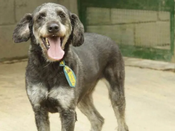 Cachorro raça SRD idade 6 ou mais anos nome SULTÃO, um encanto!