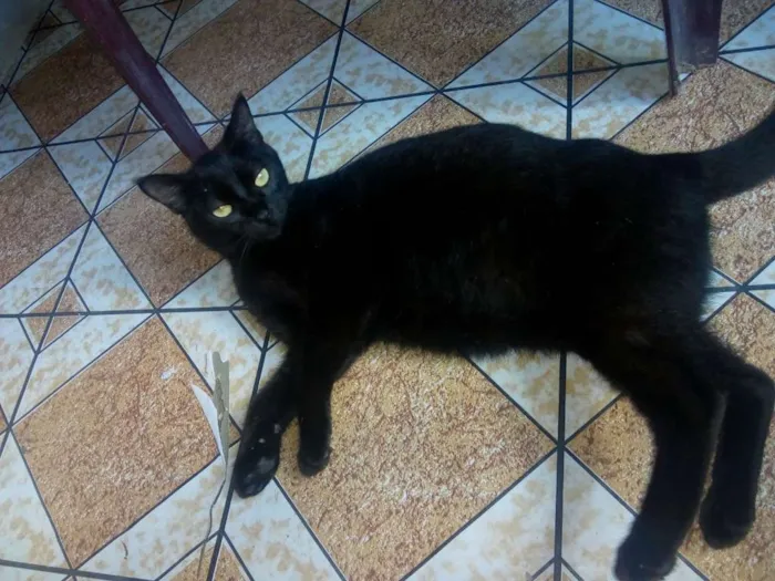 Gato ra a Vira lata  idade 2 anos nome Luzia