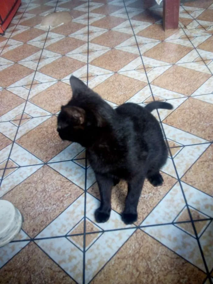 Gato ra a Vira lata  idade 2 anos nome Luzia