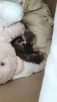 Gato