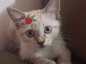 Gato raça Linda Tigrinha idade Abaixo de 2 meses nome Tigrinha??