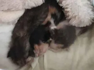 Gato raça Mestiço  idade Abaixo de 2 meses nome Gato