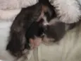 Gato