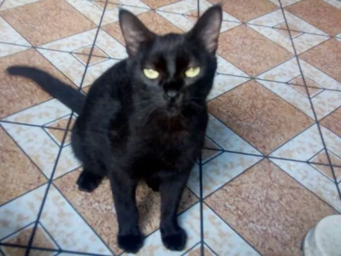 Gato ra a Vira lata  idade 2 anos nome Luzia