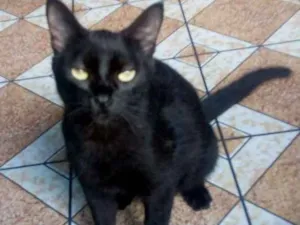 Gato raça Vira lata  idade 2 anos nome Luzia