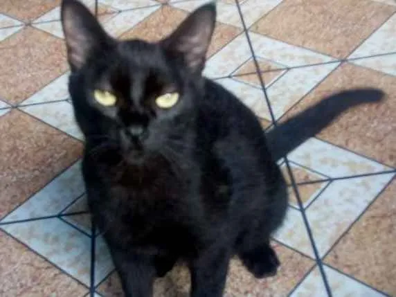 Gato ra a Vira lata  idade 2 anos nome Luzia