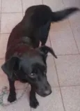 Não possui