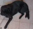 Não possui