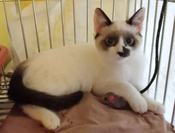 Gato ra a SRD idade 2 a 6 meses nome Lindy