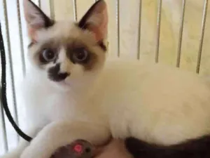 Gato raça SRD idade 2 a 6 meses nome Lindy