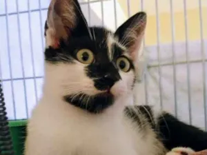 Gato raça SRD idade 2 a 6 meses nome Jhonny