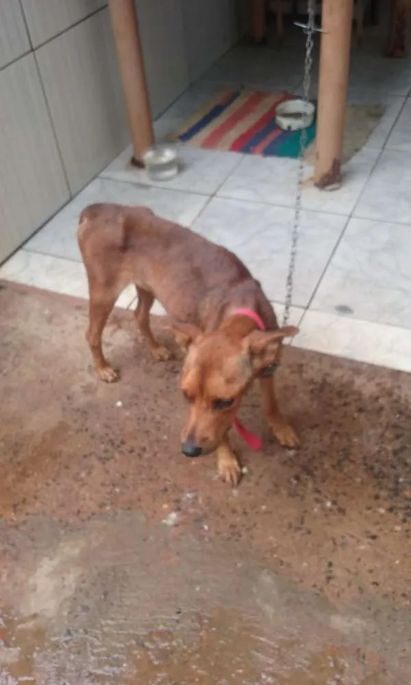 Cachorro ra a Vira-latas idade  nome Sem nome