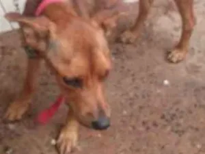 Cachorro raça Vira-latas idade  nome Sem nome
