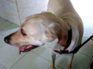 Cachorro raça Labrador idade 4 anos nome Princesa
