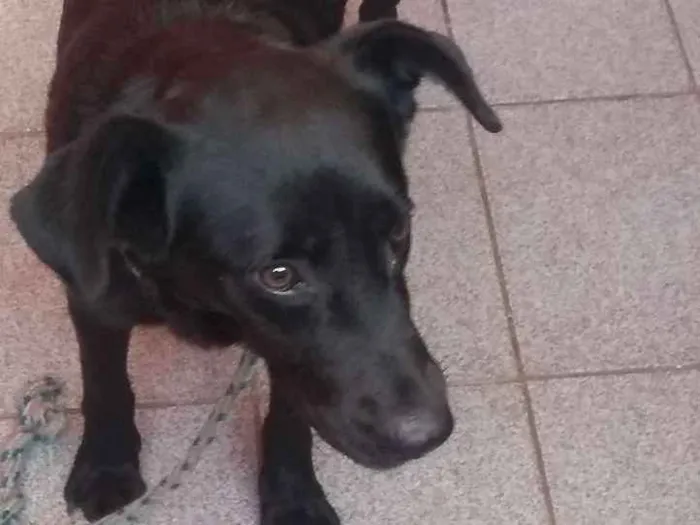 Cachorro ra a Não possui idade 2 anos nome Não possui