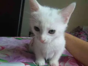 Gato raça Vira lata idade Abaixo de 2 meses nome Branca