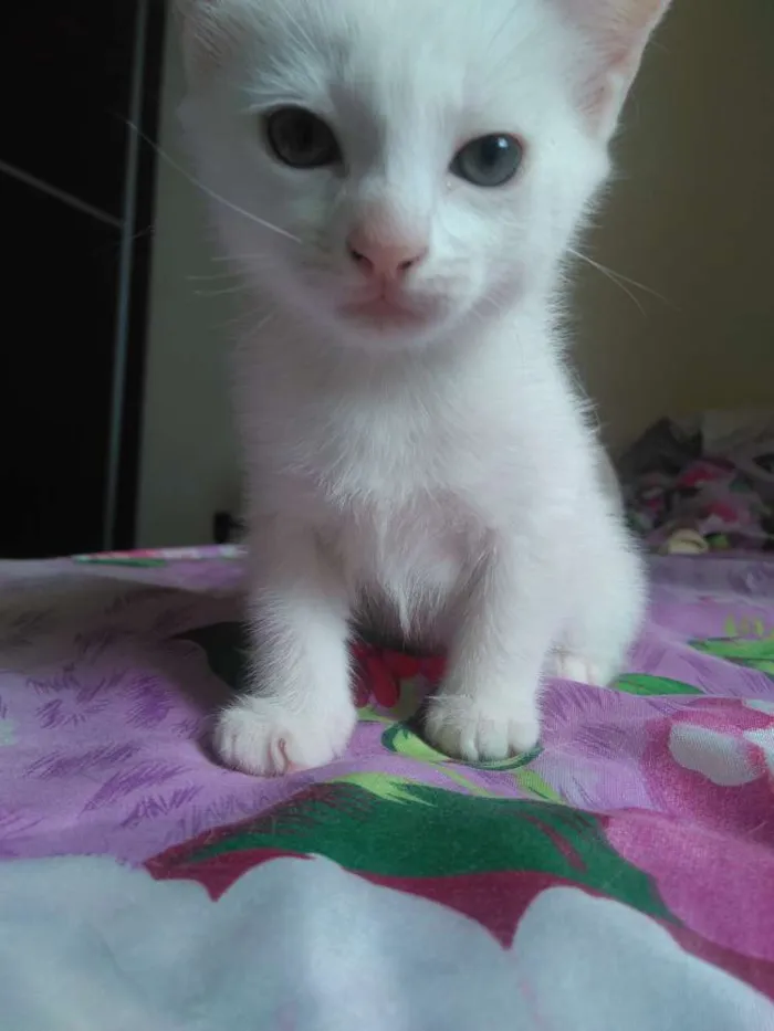 Gato raça Vira lata idade Abaixo de 2 meses nome Branca