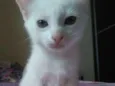 Branca
