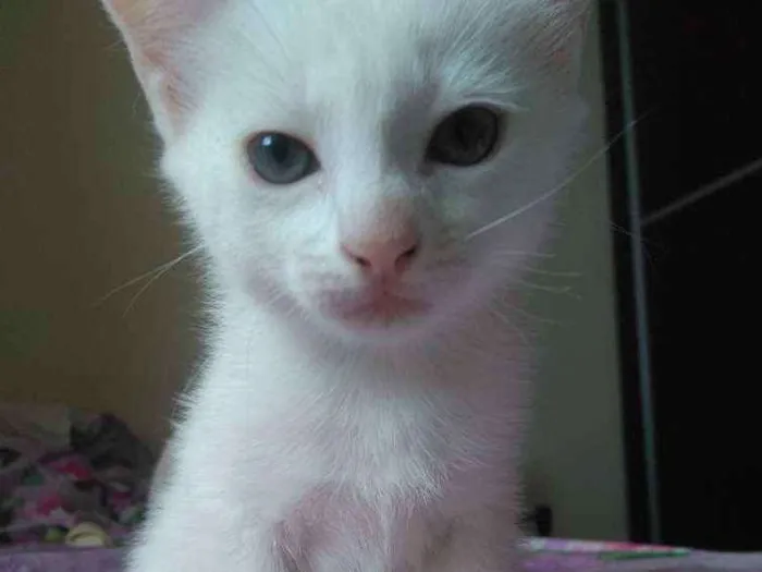 Gato raça Vira lata idade Abaixo de 2 meses nome Branca