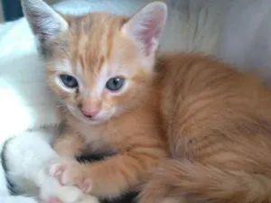 Gato raça  idade Abaixo de 2 meses nome Tigresinha