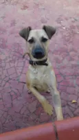 Abacaxi