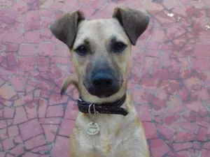 Cachorro raça Srd idade 2 a 6 meses nome Abacaxi