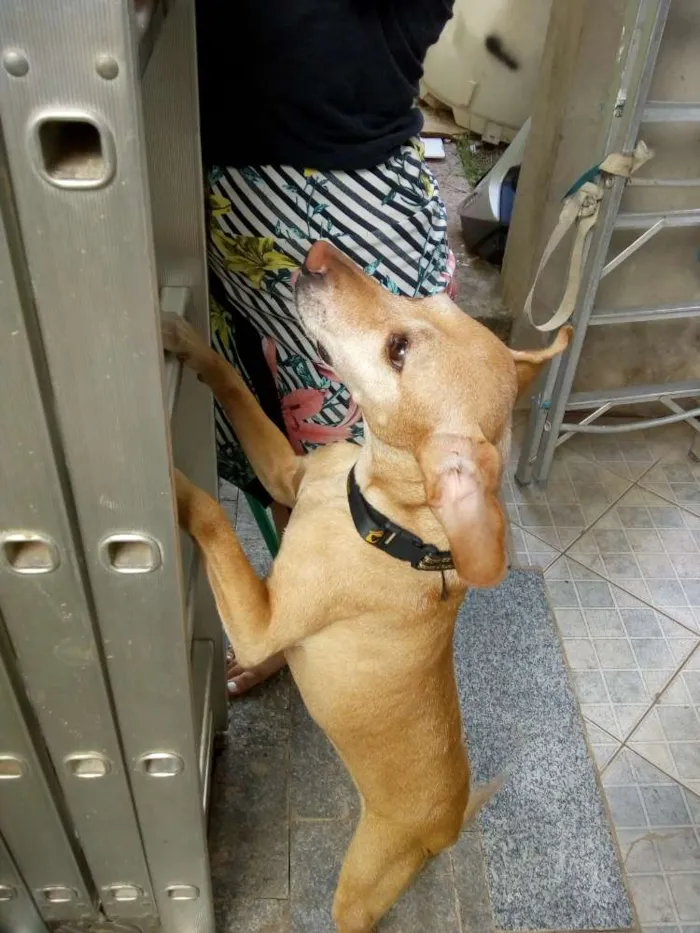 Cachorro ra a Vira lata idade 1 ano nome Suzy