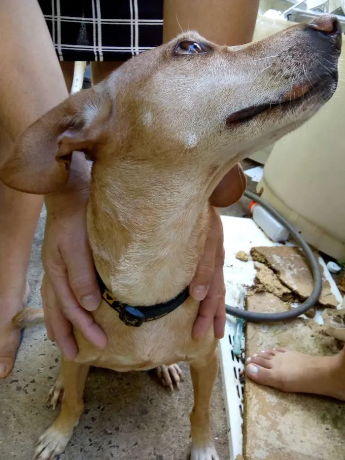 Cachorro ra a Vira lata idade 1 ano nome Suzy