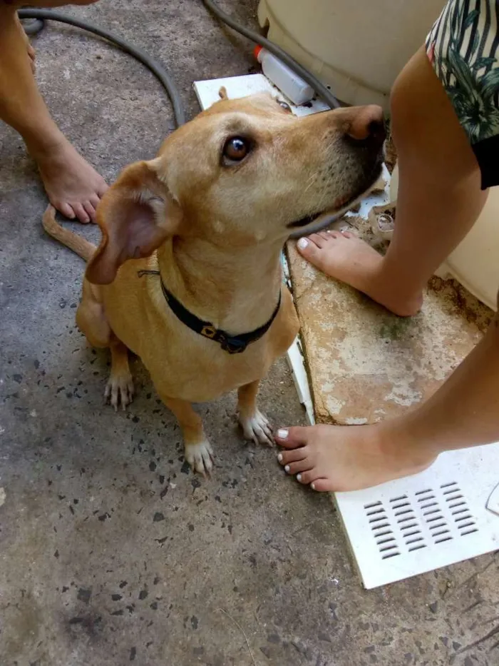Cachorro ra a Vira lata idade 1 ano nome Suzy