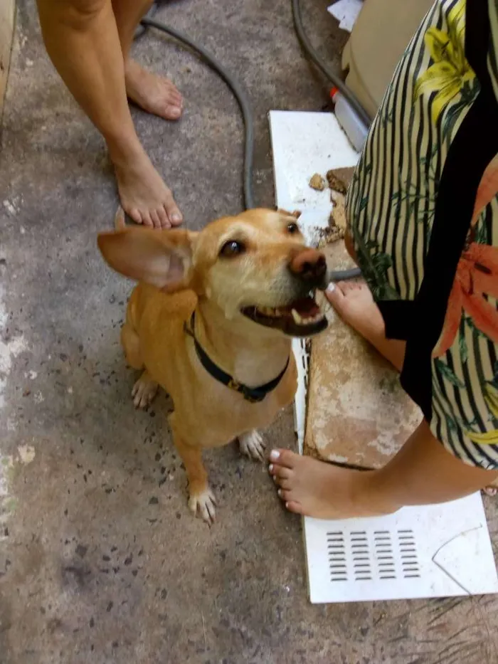Cachorro ra a Vira lata idade 1 ano nome Suzy
