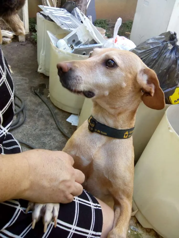 Cachorro ra a Vira lata idade 1 ano nome Suzy